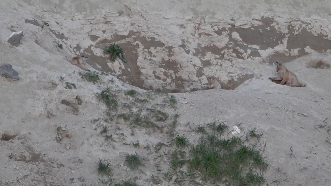 Video thumbnail for Türkiye: Mother fox, 4 cubs spotted outside den in eastern Türkiye.