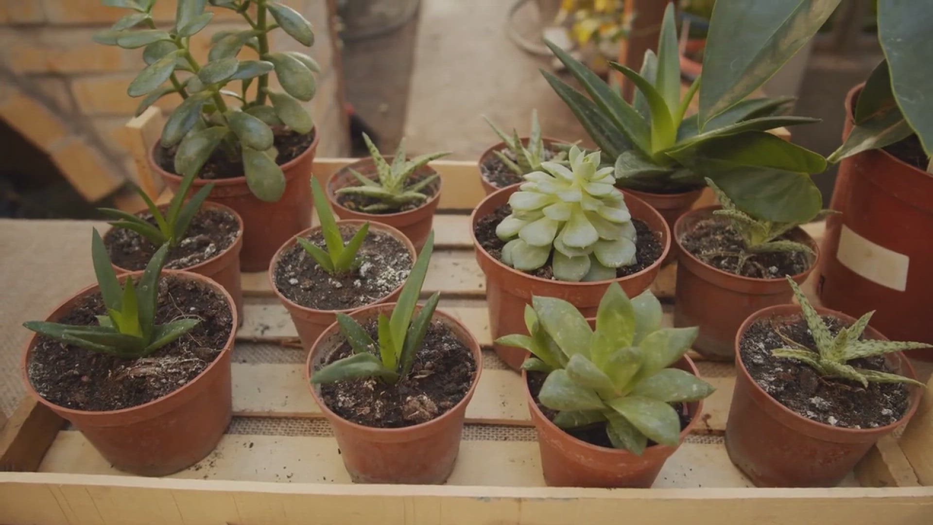 'Video thumbnail for How to Grow Pink Succulents'