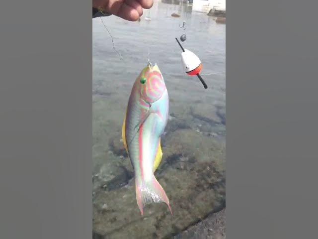 Video thumbnail for fishing...