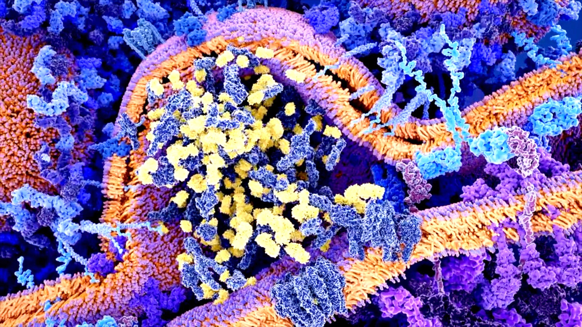 Video thumbnail for Mini-feature: immune system's potential off-switch to prevent attacking healthy cells
