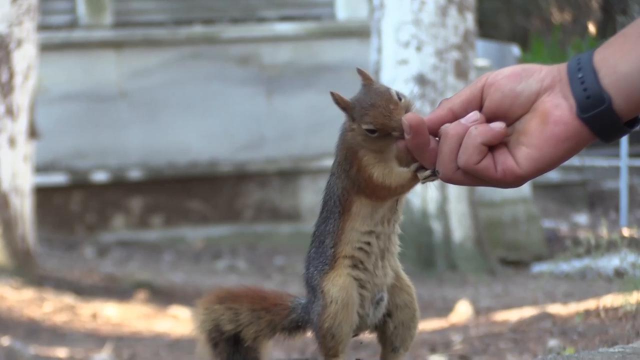 Video thumbnail for Türkiye: Turkish gravedigger forms unique bond with squirrels at Canakkale cemetery.