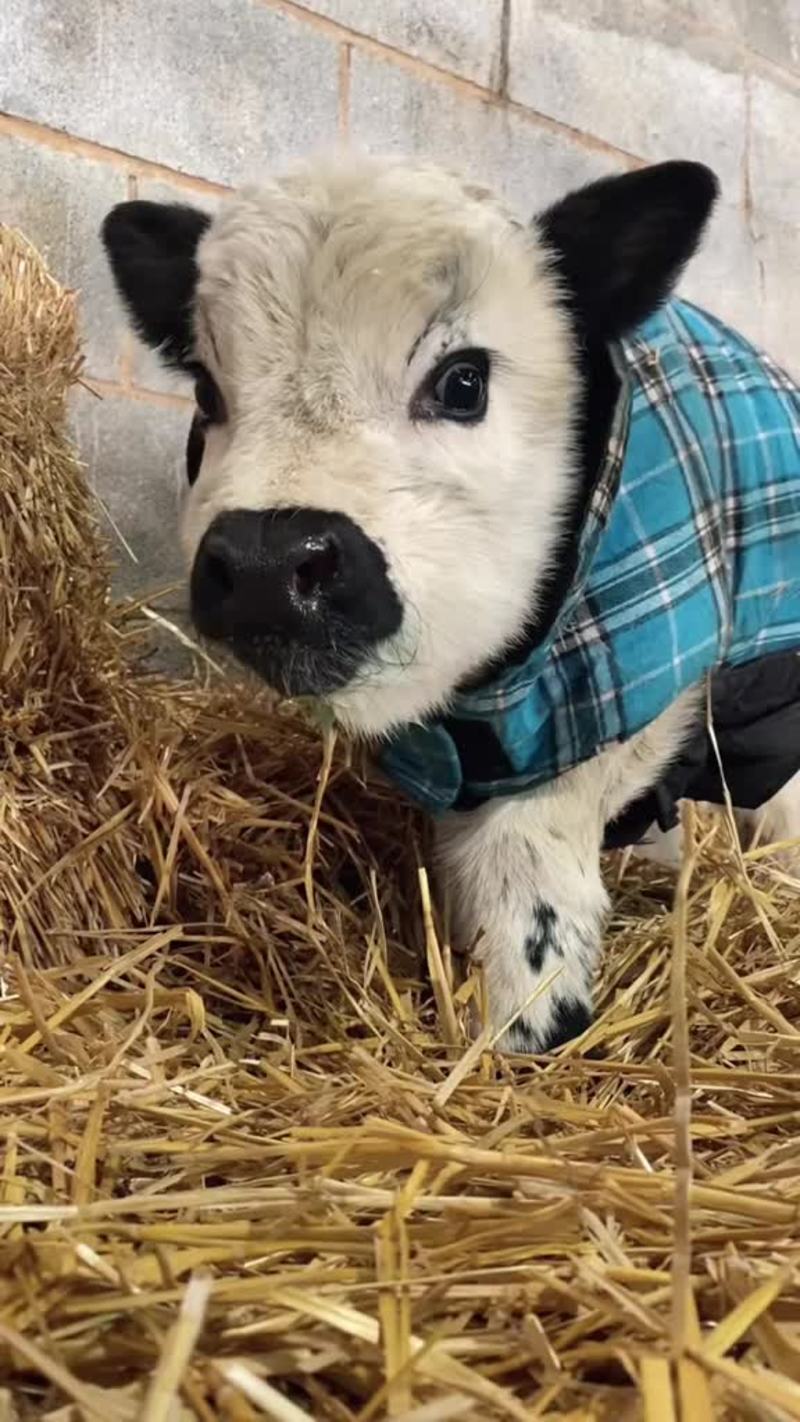 Video thumbnail for Fluffy Baby Mini Cow Snuggled in a Plaid Blue Barn Jacket