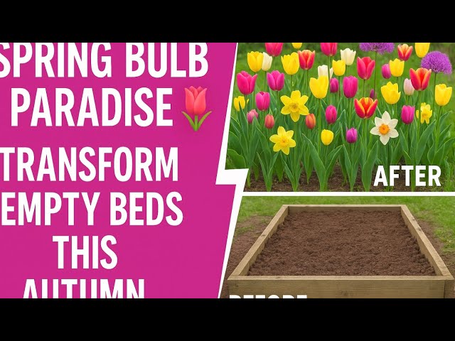 Video thumbnail for 🎥 ✅ “How to Plant Spring Bulbs in Autumn 🌷🍂 | Transform Empty Beds into a Bulb Paradise 🌼🌿✨”
