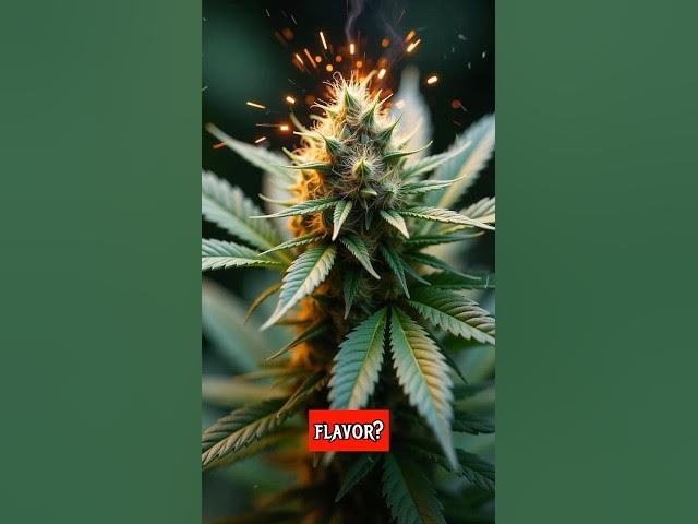 Video thumbnail for Ghost Train Haze: Ride the Supernatural High on Paranormal Tuesday!