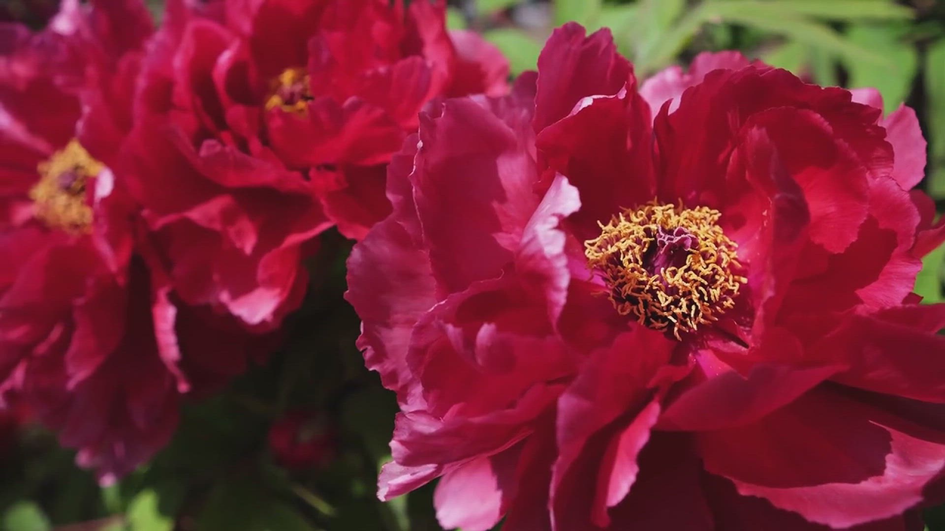 'Video thumbnail for Botanical Garden Ideas'