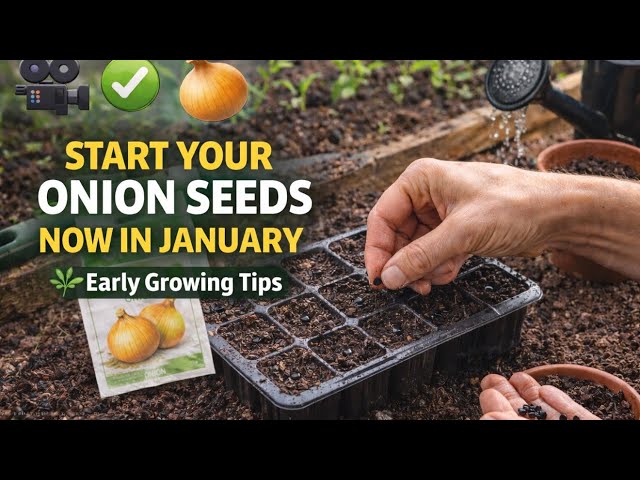 Video thumbnail for 🎥 ✅ 🧅 Start Your Onion Seeds Now in January 🌱 | Early Growing Tips