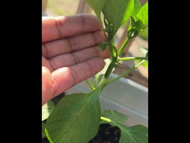 Video thumbnail for #gardening #beginnergardening #gardeningtips #comment #shortvideo