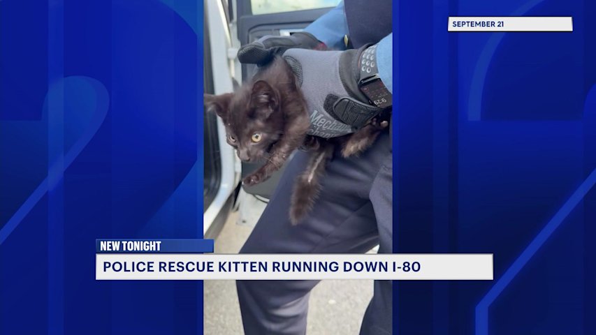 Video thumbnail for Caught on camera: Kitten rescued from I-80 in Paterson