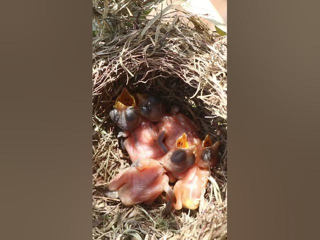 Video thumbnail for Babies Bird Very Hugry Feed EP#254 #birds #nature #shortvideo #viralvideo #birds #farming #wildlife