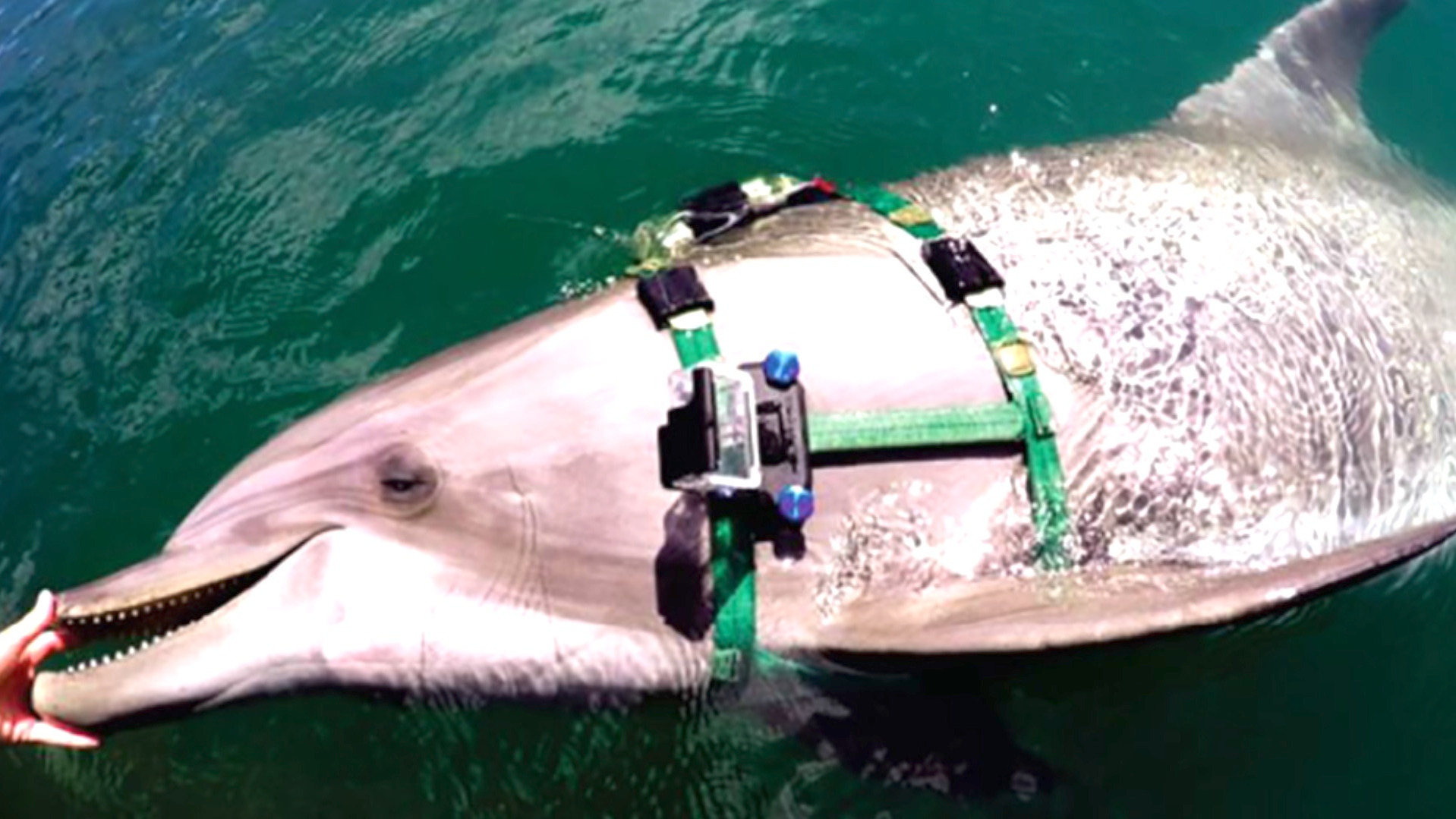 Video thumbnail for The US Navy attached cameras to dolphins, uncovering insights about intelligent marine cousins