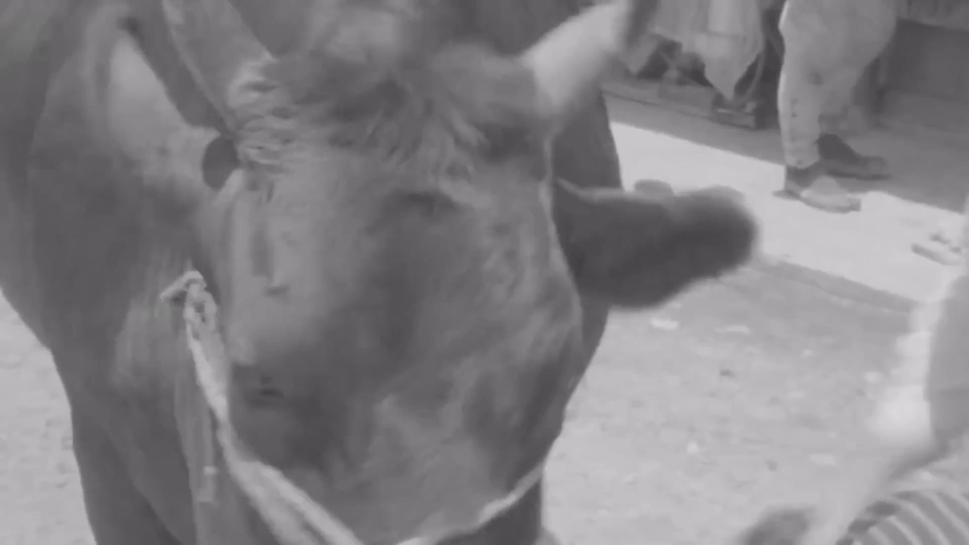 Video thumbnail for The Untold Truth Of Wagyu Beef