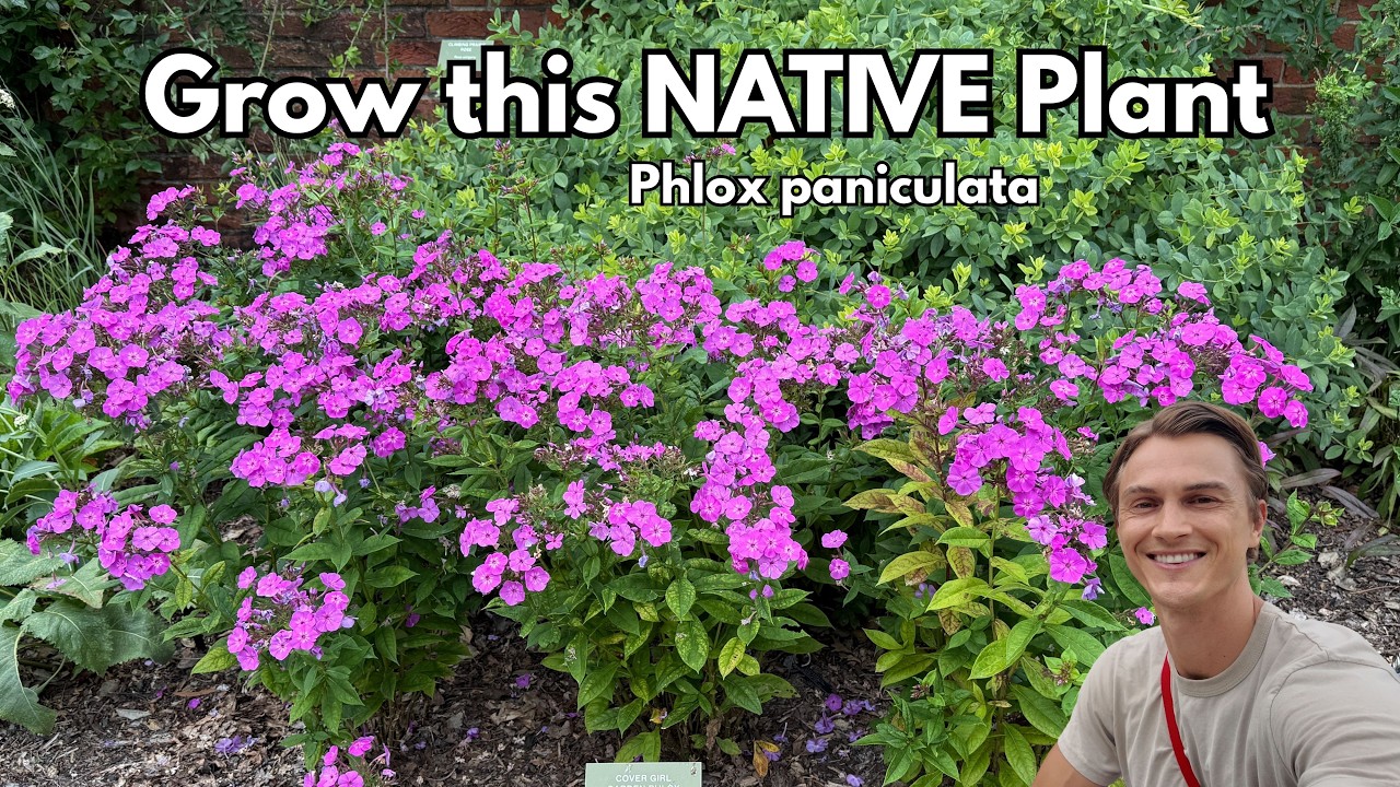 Video thumbnail for GARDEN PHLOX - How to Grow & Prune for Upright Plants (Phlox paniculata)