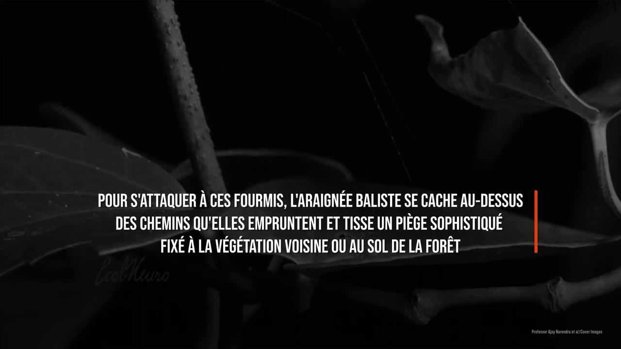 Video thumbnail for Vous allez être surpris par la technique de chasse de cette araignée récemment découverte.