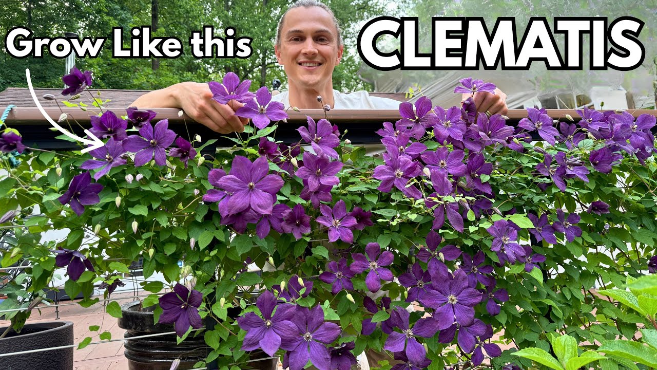 Video thumbnail for CLEMATIS - Tips for Growing Lots of Flowers - How to Grow & Train Plants
