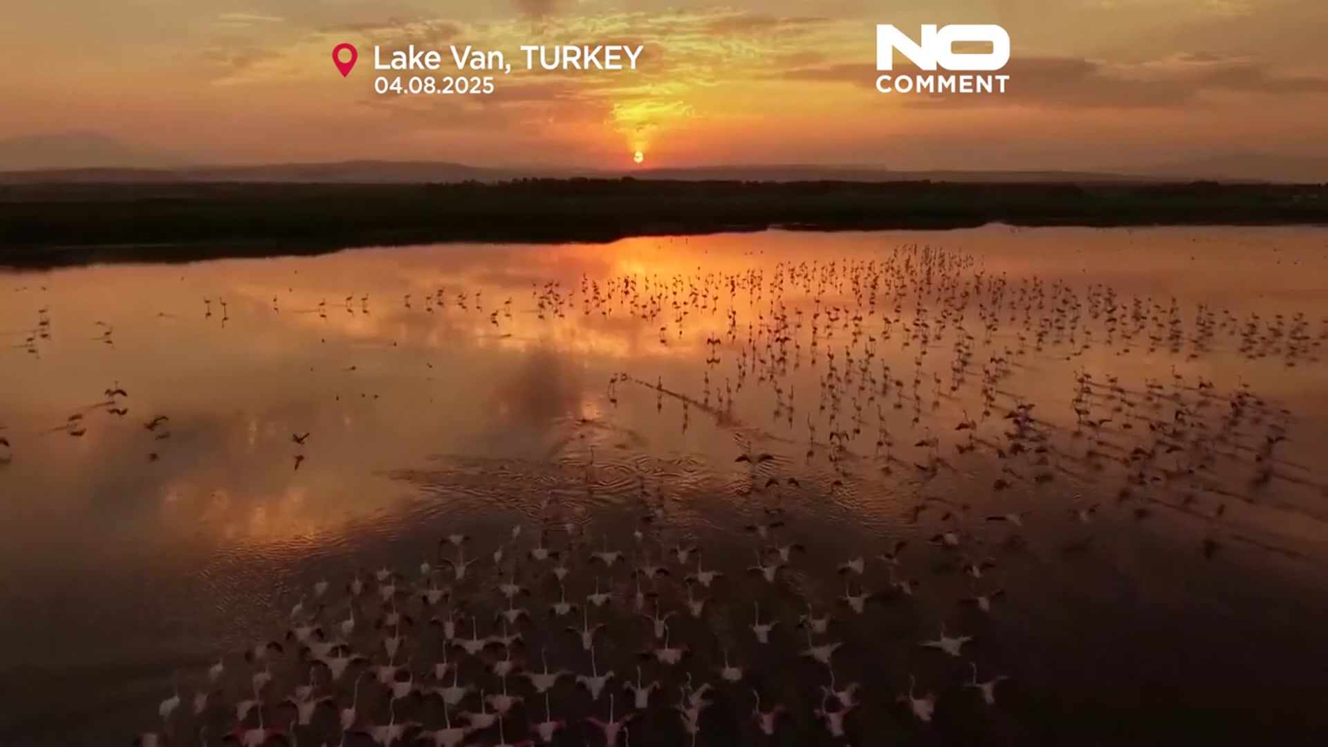 'Video thumbnail for Flamingos return to Lake Van during seasonal migration'