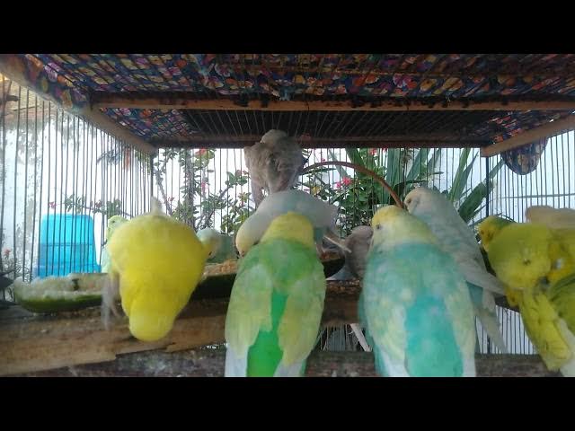 Video thumbnail for 💚  9 Minutos Meditação com Sons de Periquitos e Som Natural da Água Corrente 🌳