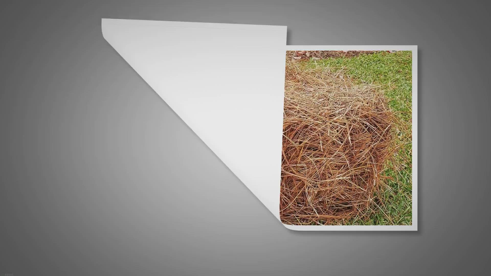 Video thumbnail for Using Pine Straw For Dog Bedding: Learn Benefits & Drawbacks