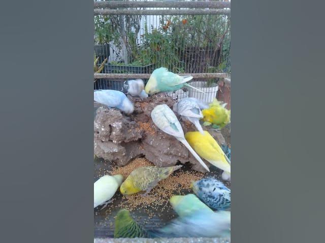 Video thumbnail for 🛍️日本で買えるインコフードおすすめTOP3🐦🍎 #自然ごはん