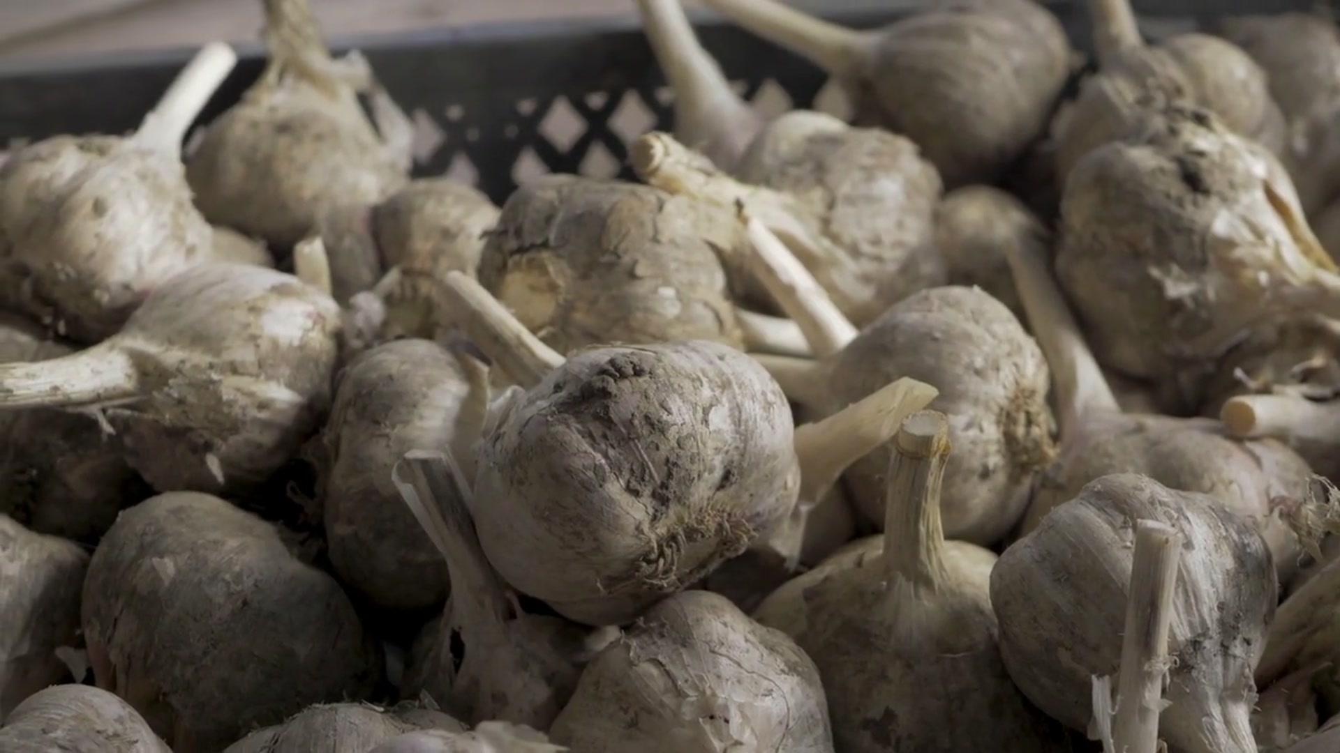 Video thumbnail for How To Grow Garlic Indoors