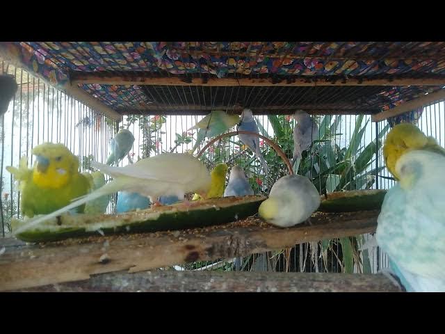 Video thumbnail for 🌈  7 Minutos Paz Total e Tranquilidade com ASMR Natural da Floresta Brasileira 💫