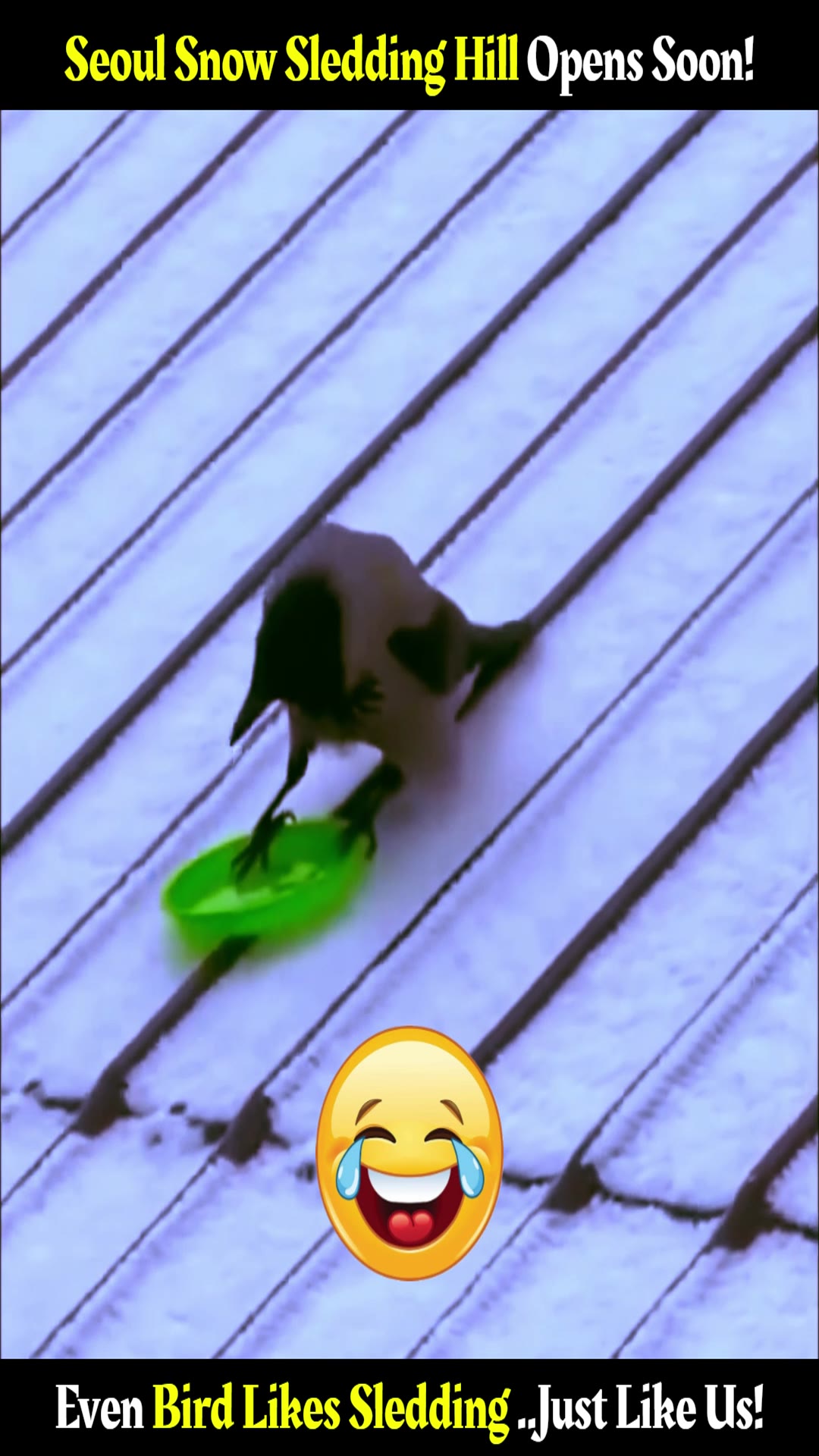 Video thumbnail for 🛷 Seoul Hangang Park Sledding Hills open soon! ⛄️