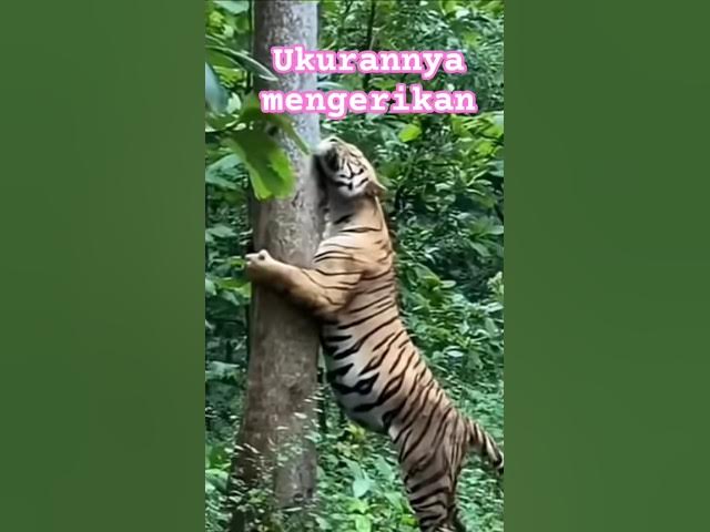 Video thumbnail for HARIMAUmarah