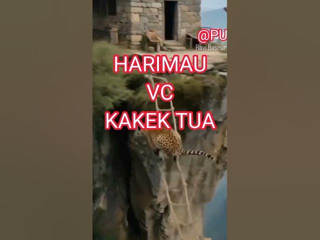 Video thumbnail for Harimau gunung