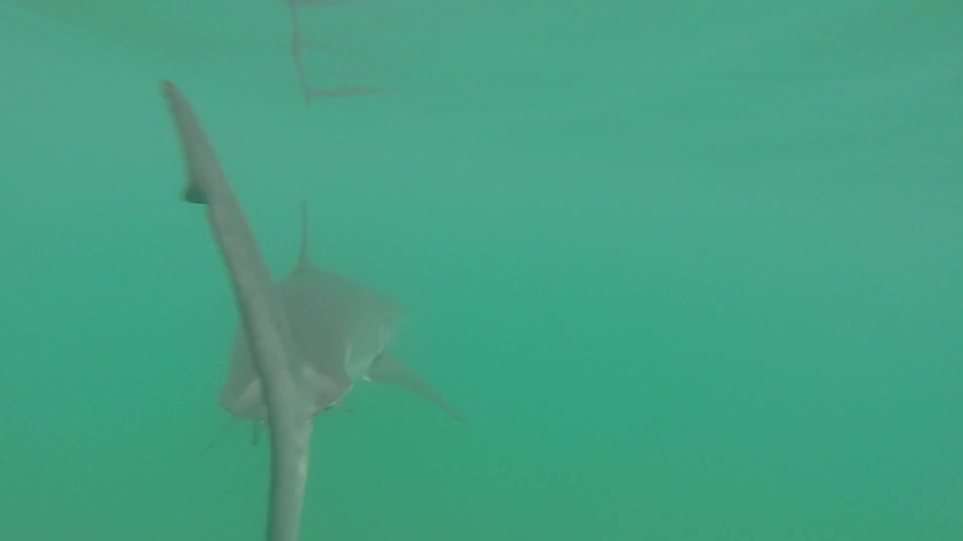 Video thumbnail for Water surfers & Great white shark VS paddle surfers, who's the boss