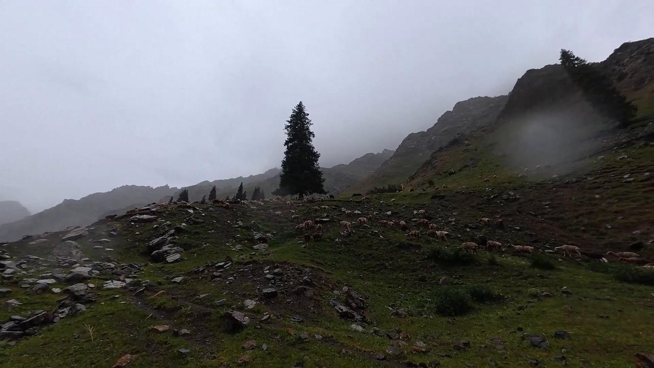 Video thumbnail for China: Xinjiang herders start summer livestock transfer amid road repairs.