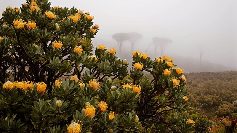 Video thumbnail for Once extinct flower now flourishing in a South African national park