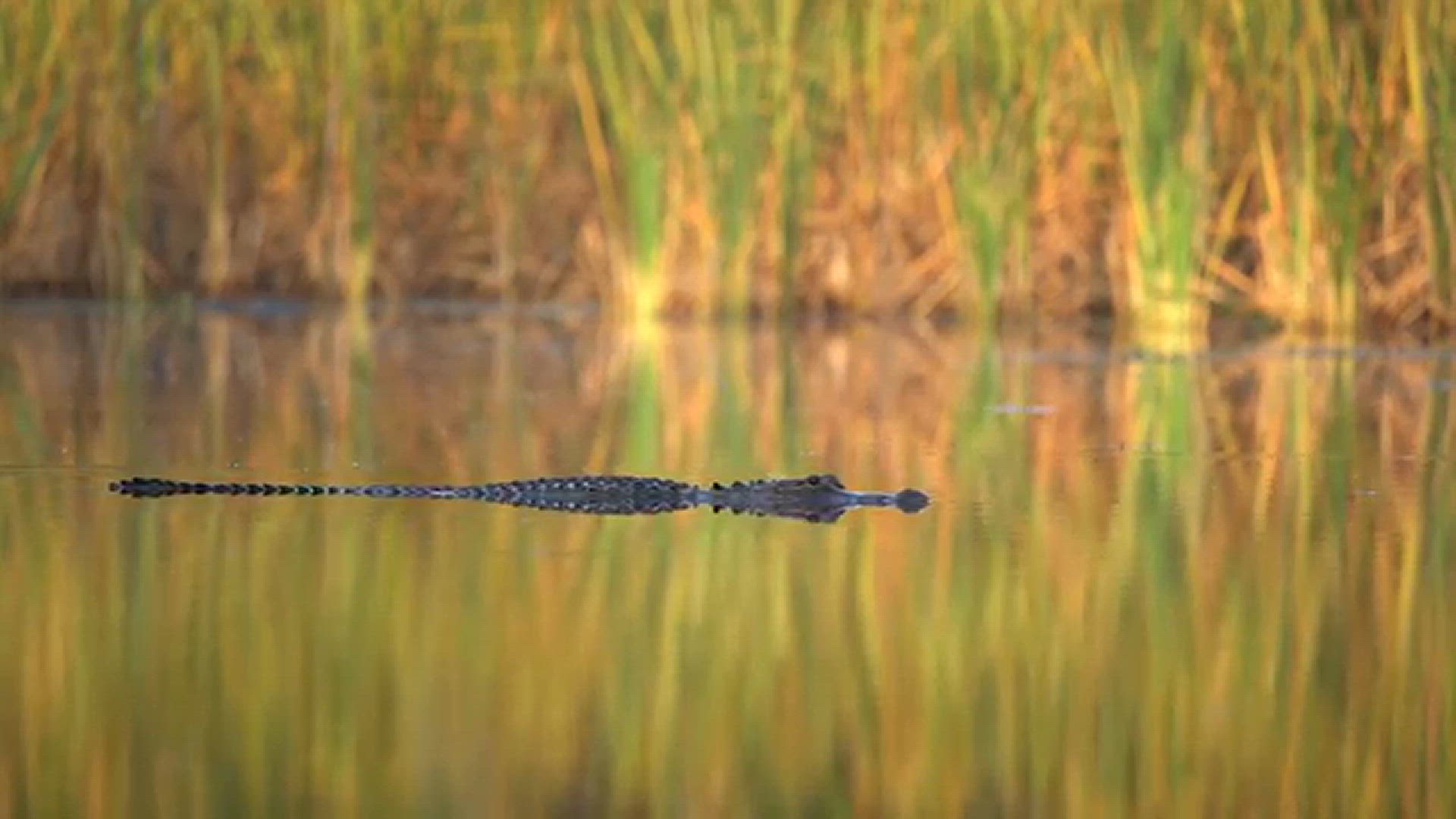 Video thumbnail for 5 US States With Deadliest Wildlife