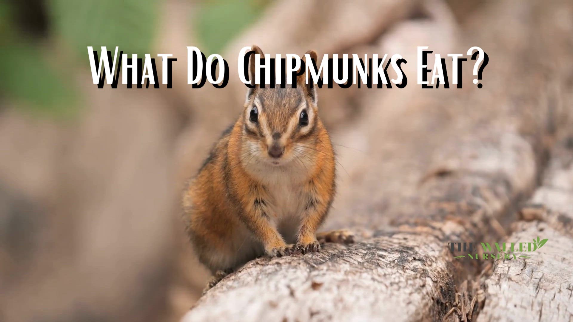 Video thumbnail for What do chipmunks eat?