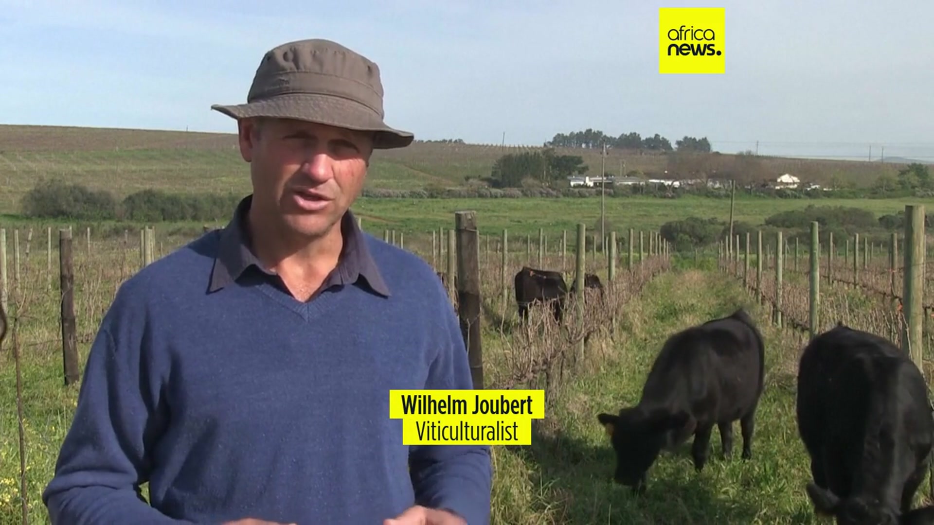 'Video thumbnail for How a South African vineyard is making better wine thanks to cattle and ducks'