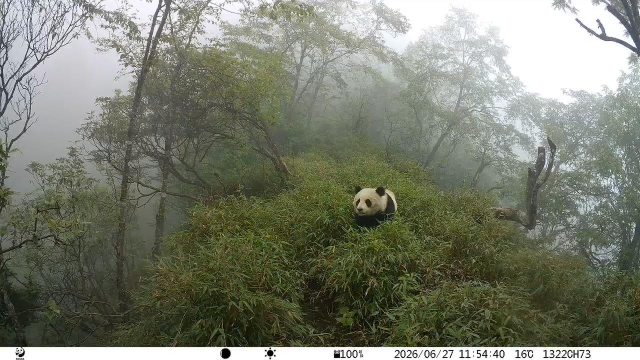 Video thumbnail for China: Wild giant panda spotted roaming in forest.