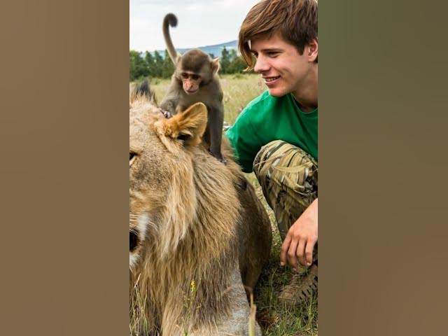 Video thumbnail for #Wildlife Lion