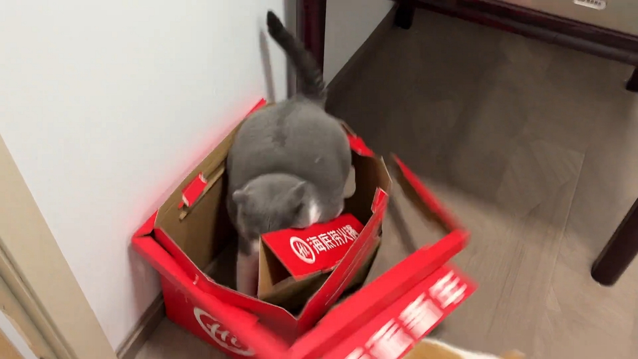 Video thumbnail for Playful British Shorthair Topples Box in Zhejiang