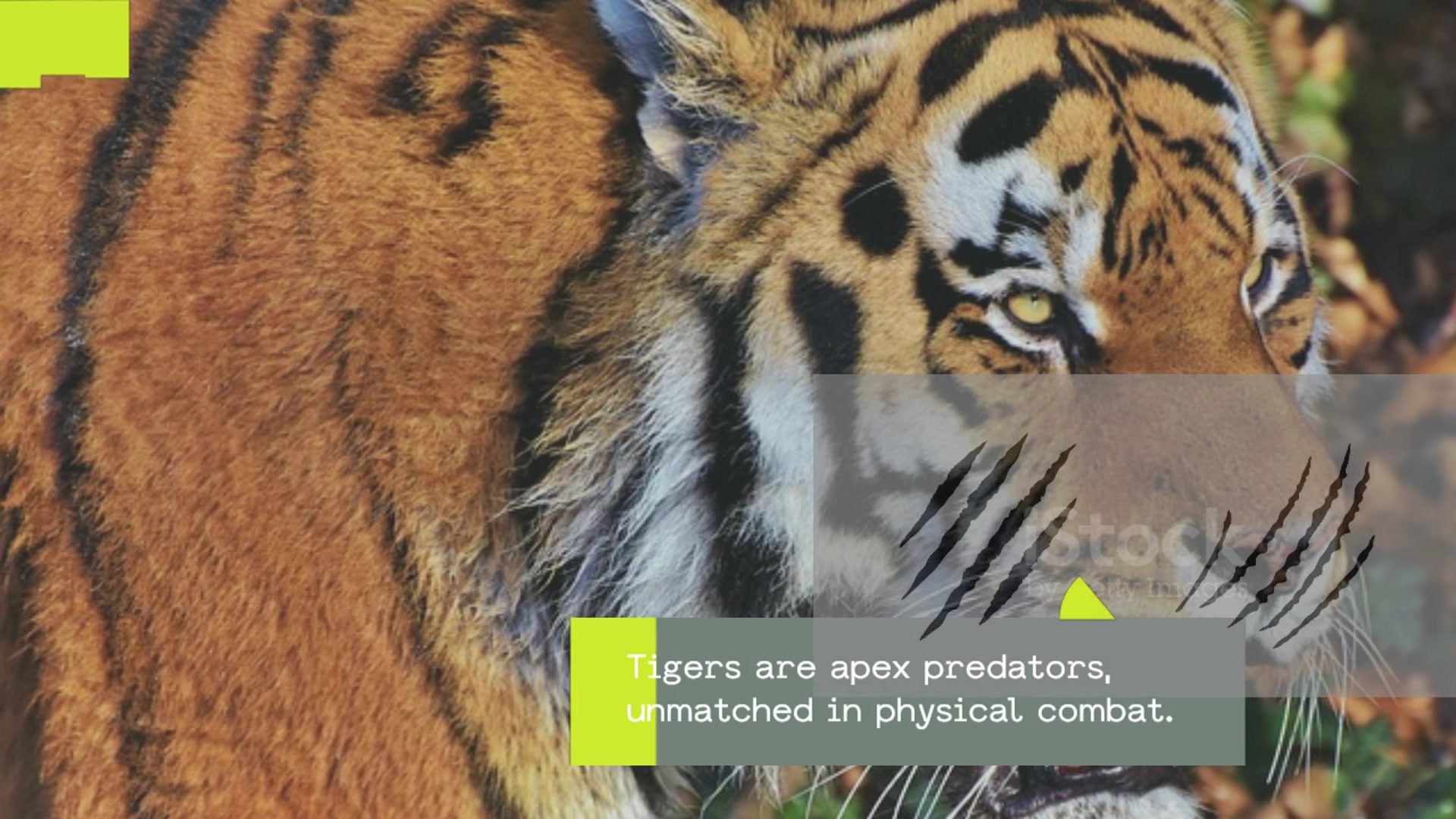 Video thumbnail for Tigers vs Angels: A Mythical Clash of Strength and Spirit