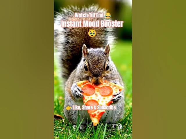 Video thumbnail for This Funny Animal Squad Will Make You Laugh Non-Stop🐶🦜🐿️