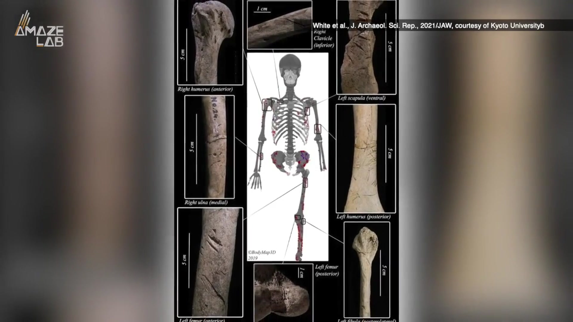 Video thumbnail for A Closer Look at Evidence of Earliest Shark Attacks