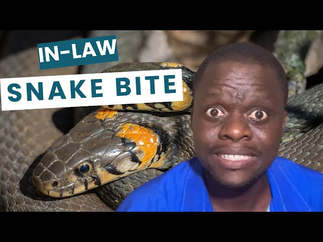 Video thumbnail for My in-law postponed my wedding because snake bit him in the buttocks | funny Stories