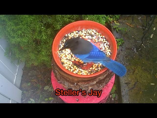 Video thumbnail for Backyard Safari - November 13, 2025