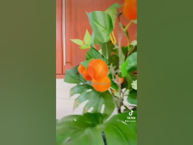 Video thumbnail for Domos