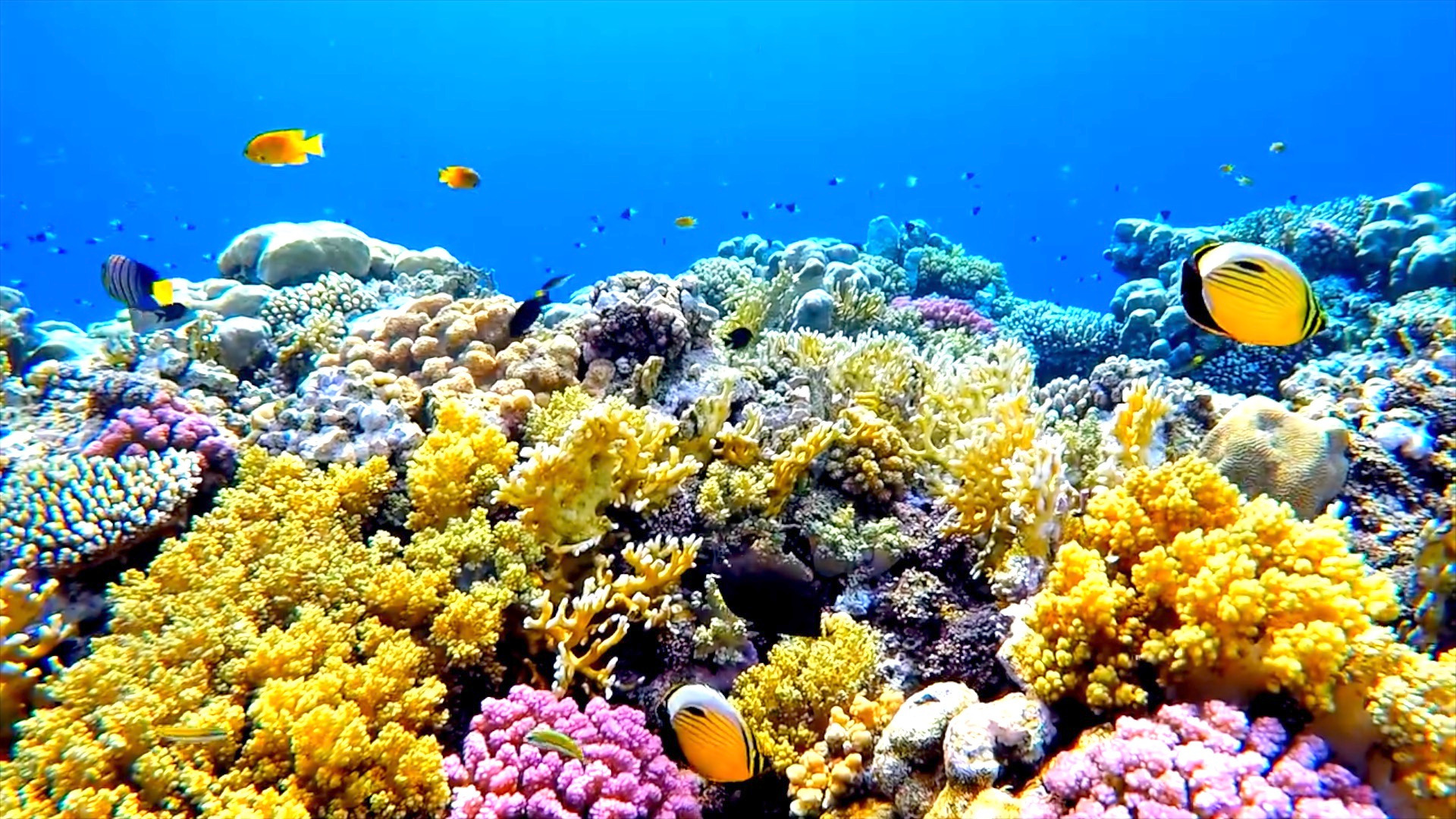 Video thumbnail for World's Coral Reefs Prove Much Larger Than Previously Thought