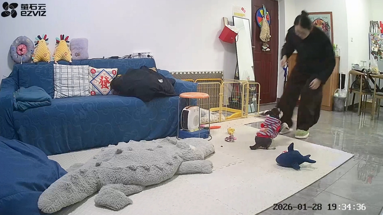 Video thumbnail for Puppy Hurt After Slipping While Chasing Toy