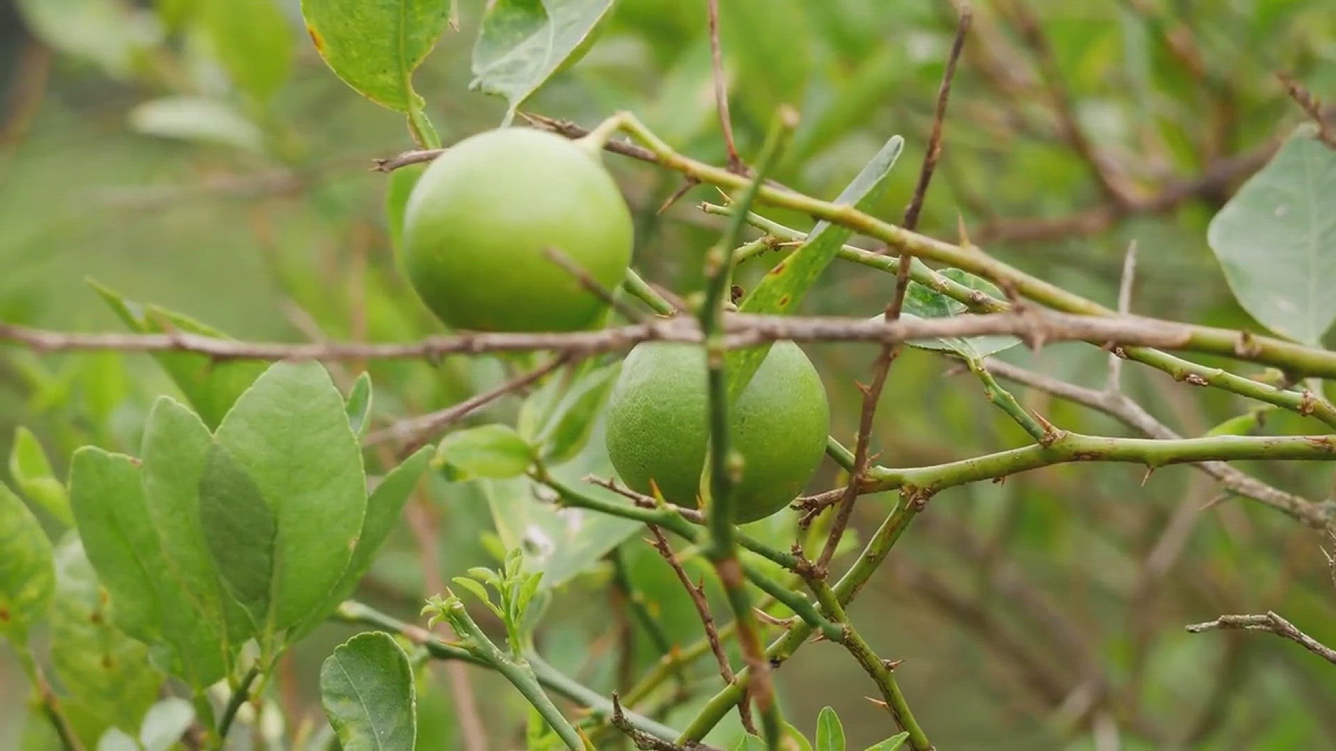 'Video thumbnail for How to Identify and Deal with Citrus Sucker Sprouts'