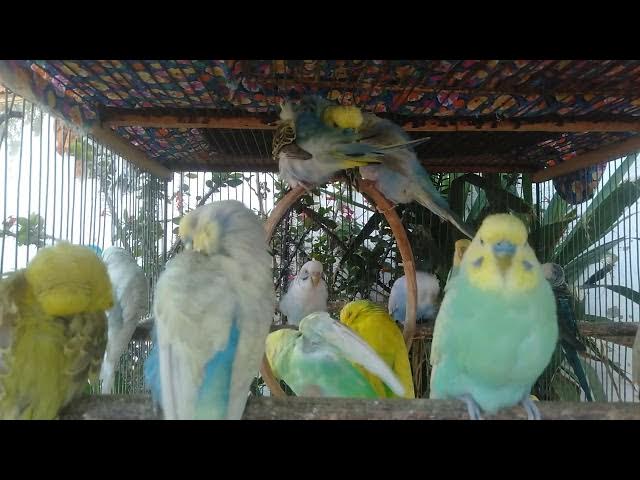 Video thumbnail for 🕊 6 Minutos Liberdade Sonora com Periquitos Australianos e Sons da Natureza Real 🌈