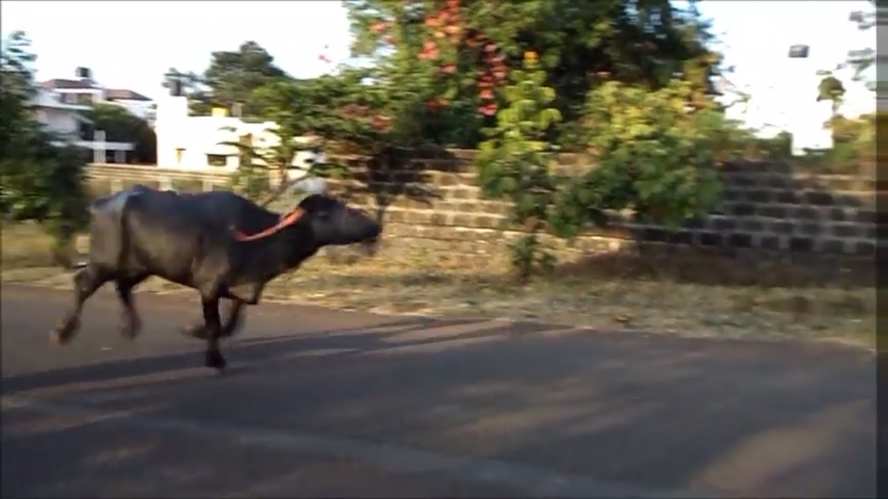 'Video thumbnail for Indian buffalo race.'