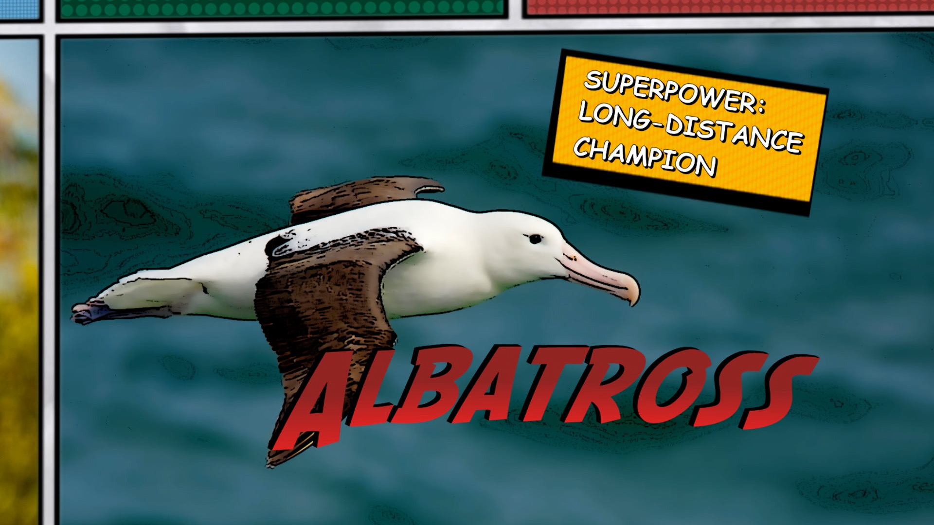 Video thumbnail for Super Animals -- Albatross