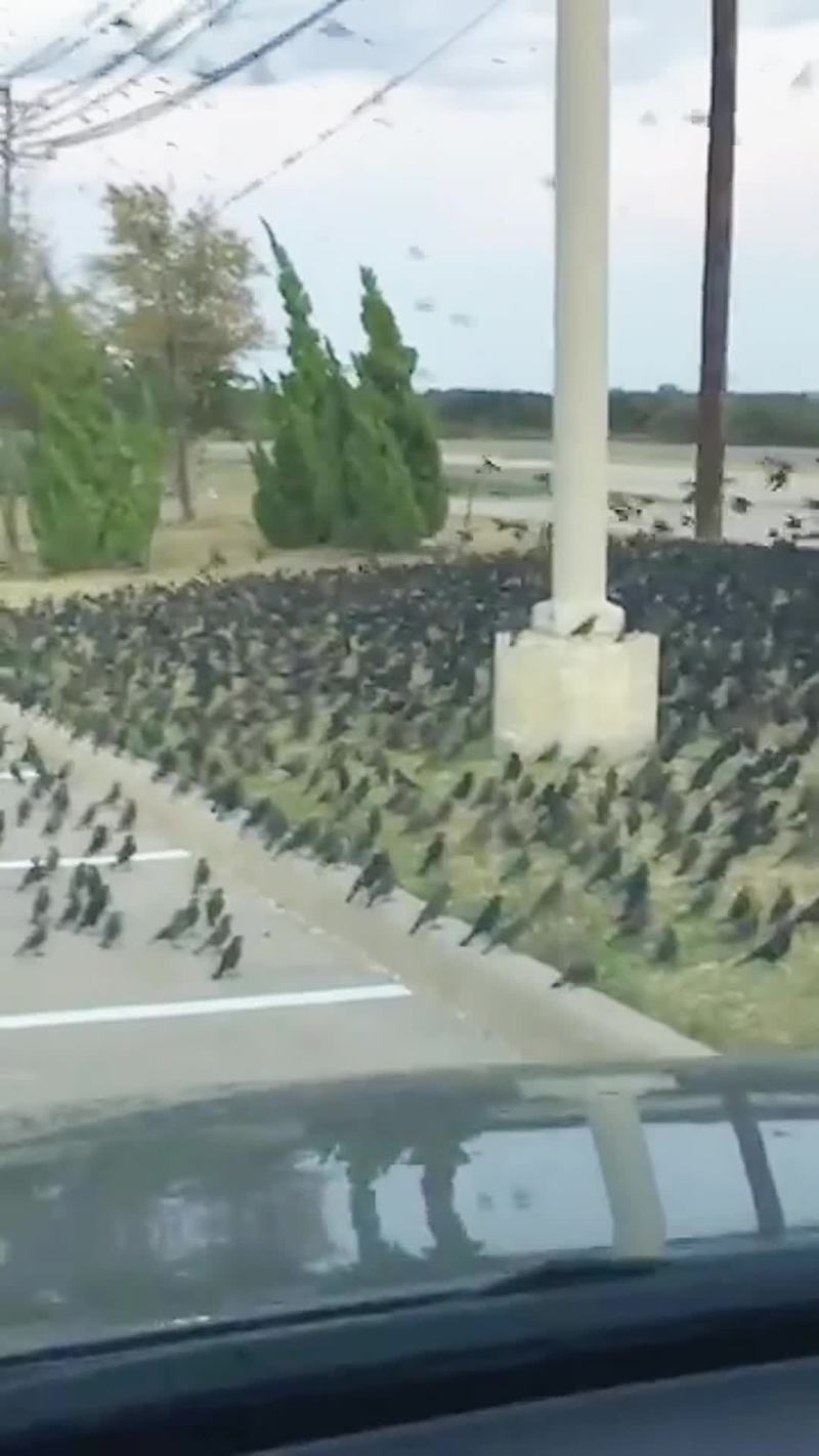 Video thumbnail for Car Surrounded by Thousands of Birds in Parking Lot Swarm