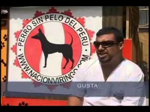 Video thumbnail for El Perro Sin Pelo del Perú, un compañero ancestral